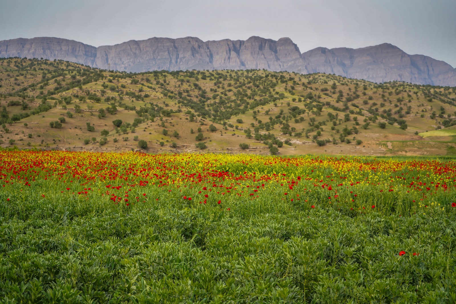 Landscape of a Poppy Field and Mountains in the Background