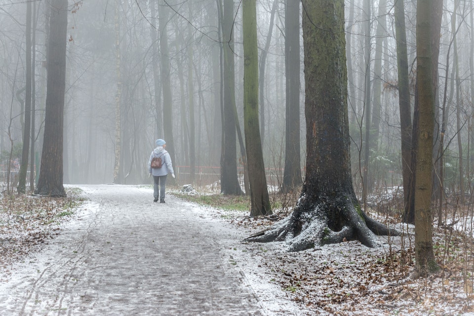 Person Walking on Pathway Between Trees during Foggy Weather